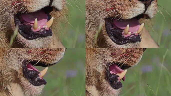 在非洲的早晨，一头狮子(panthera leo)在喂食后大口喘气。