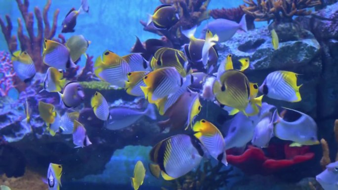 五颜六色的鱼在水族馆里寻找食物