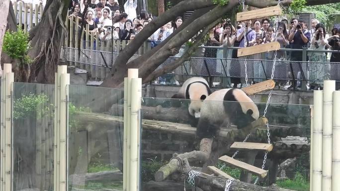 重庆动物园 大熊猫 花花