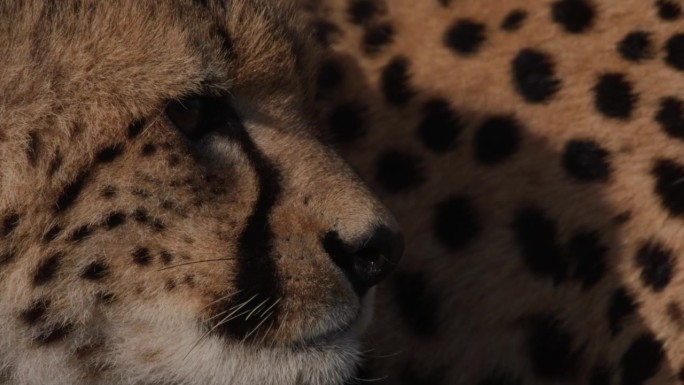 非洲早晨，一头猎豹(Acinonyx jubatus)的头部在周围环境中搜寻。