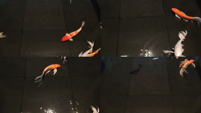 锦鲤鱼年年有余