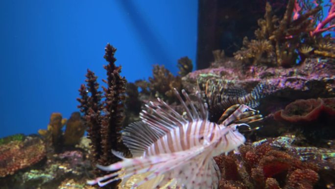 鱼在水族馆里游泳