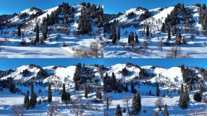 航拍库尔德林冬季森林