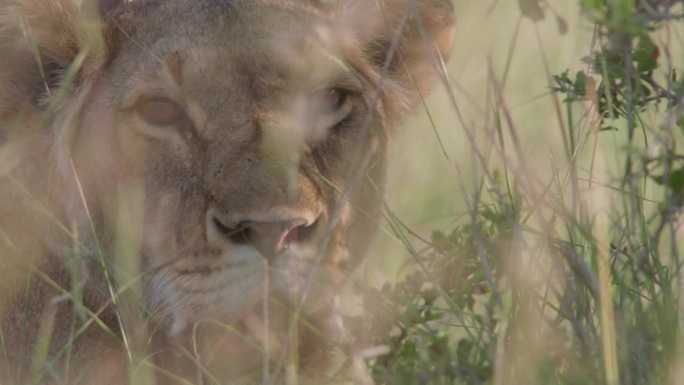 在非洲的下午，一头戴项圈的雌狮(panthera leo)在草丛中喘气时的头部特写。