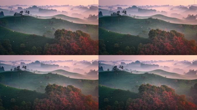 茶山 晨雾