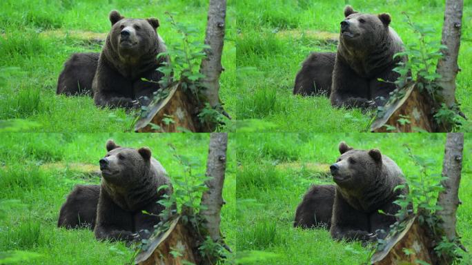 European brown bear (Ursus arctos arctos), lying i