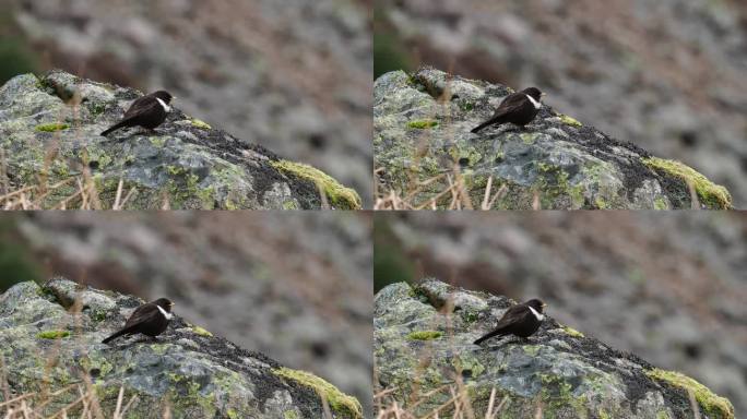 英国湖区，卡洛克费尔，一只雄性环斑鸠，Turdus torquatus。