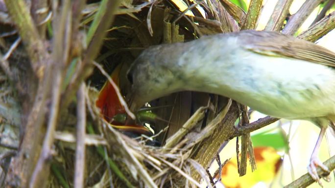 吃小杜鹃(Cuculus poliocephalus) /韩国