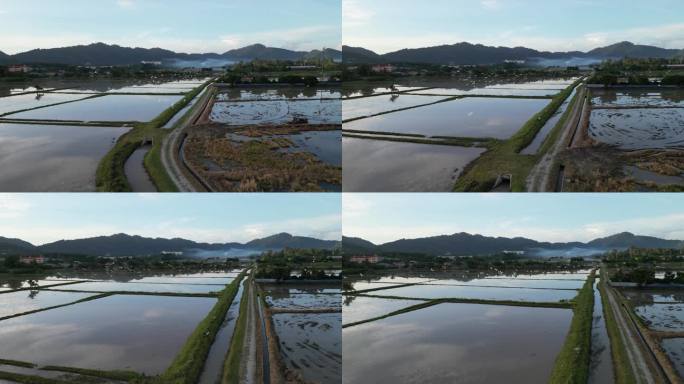 稻田上空的飞鹤