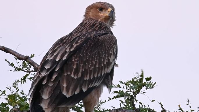 东帝王鹰（Aquila heliaca）。野生动物。