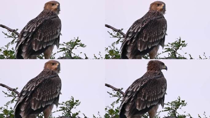 东帝王鹰（Aquila heliaca）。野生动物。