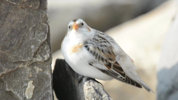 在韩国忠清南道瑞山市的千水湾的岩石上，雪猎(Plectrophenax nivalis)