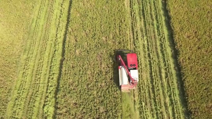 水稻丰收 粮食生产 机械化收割