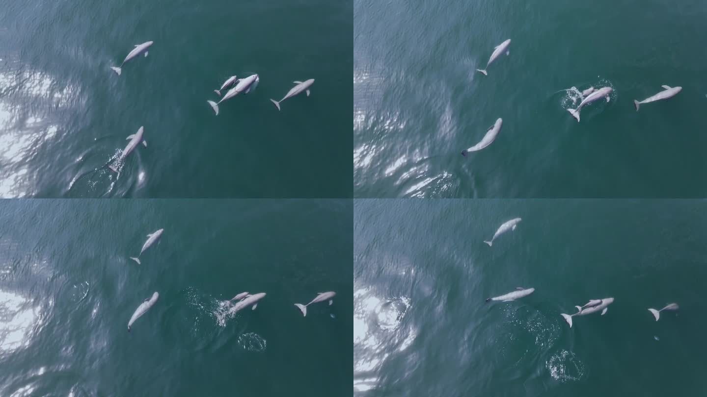 在水下游泳的东亚江豚群(Neophocaena sunameri) /全罗南道新安郡