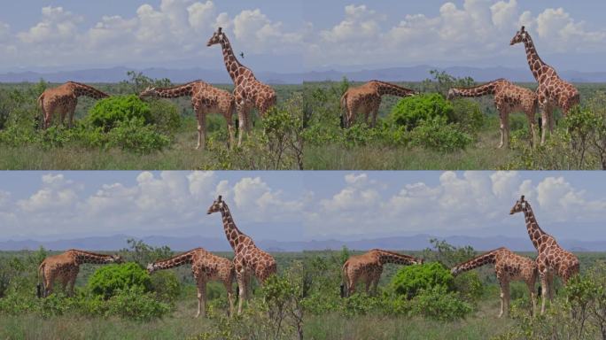 长镜头拍摄的是一群网纹长颈鹿(Giraffa reticulata)在非洲的一个短灌木丛中觅食。