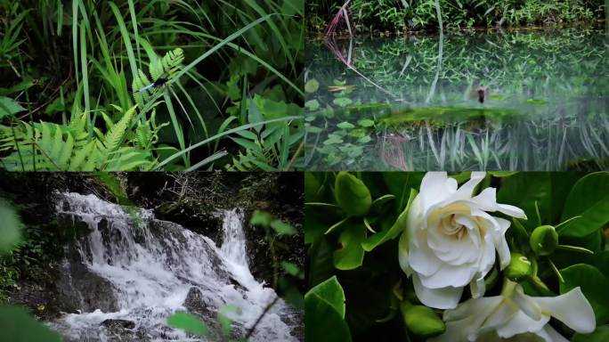 蜻蜓点水 小鸟喝水