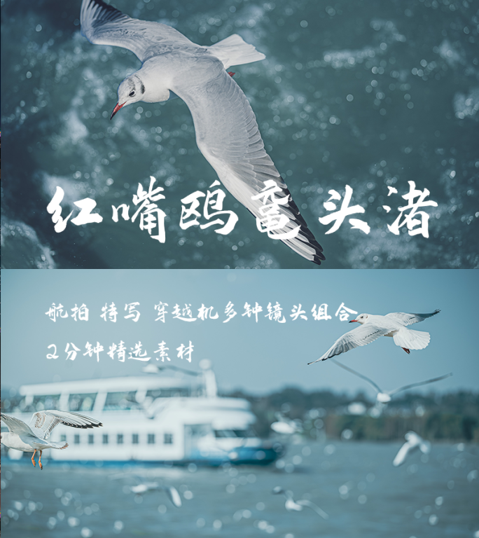 无锡鼋头渚太湖红嘴鸥特写