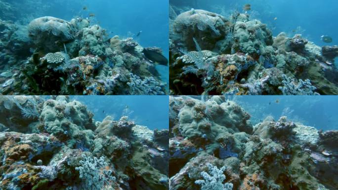 热带海洋蓝水中的小鱼在珊瑚礁中游动。海洋环境中水下动物的水生自然和生长植物。海底特写的惊人海洋野生动