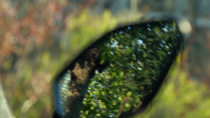 后视镜反光镜树叶影子