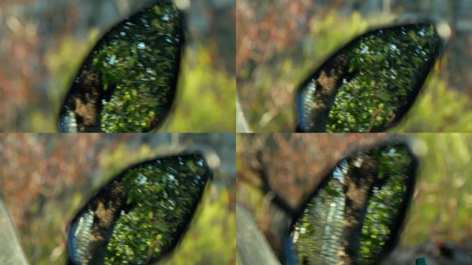 后视镜反光镜树叶影子