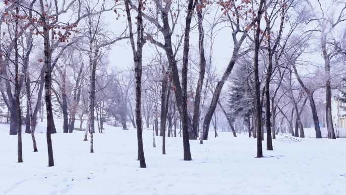 4K 哈尔滨下雪了太阳岛上的俄式建筑