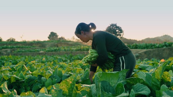 种田、菜心、农民、种菜、航拍、田地