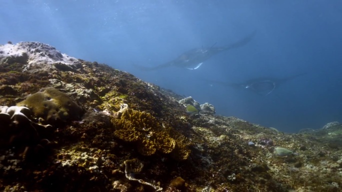 巨型海洋蝠鲼(Mobula birostris) /印度尼西亚巴厘岛