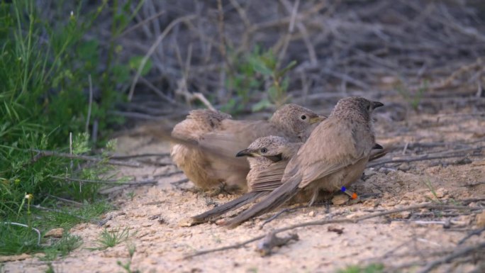 阿拉伯牙牙学语者(Argya squamiceps)