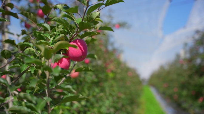 现代化苹果种植基地