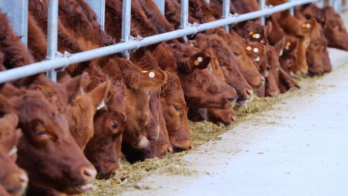 红牛肉牛畜牧业