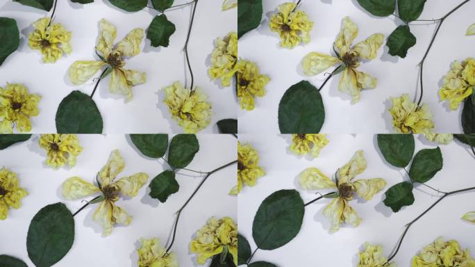 黄色玫瑰花卉背景。干燥黄色花朵的抽象背景。