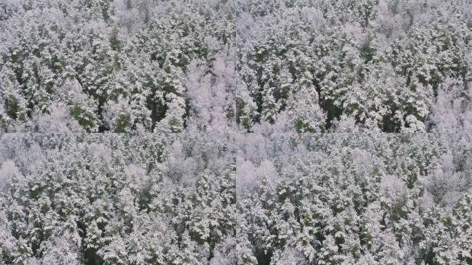 4K美丽的白雪森林在寒冷的冬日。航拍视角飞越惊人的松树林。风景。公园林地的美丽景观。冬季霜冻森林的自