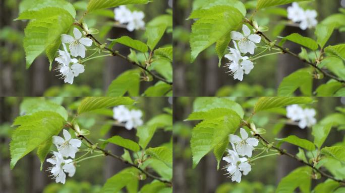 春天花园里樱花盛开。