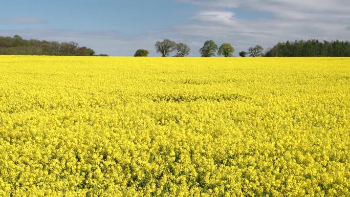 在英国诺福克北部的一块田地里生长的油菜。
