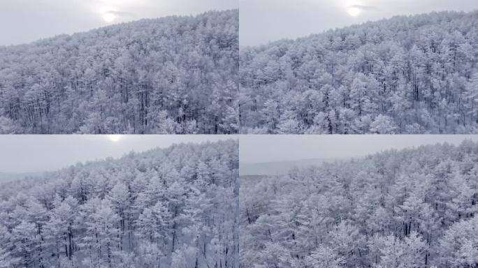 冬季雪山雾凇雪松树挂景观航拍