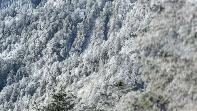 雪山 云雾 航拍 冬季 雪树银花 雾凇