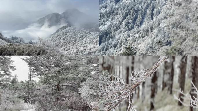 雪山 云雾 航拍 冬季 雪树银花 雾凇