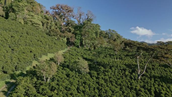 飞越巴拿马的咖啡种植园