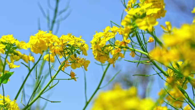 仰拍油菜花花海田园 天空春天