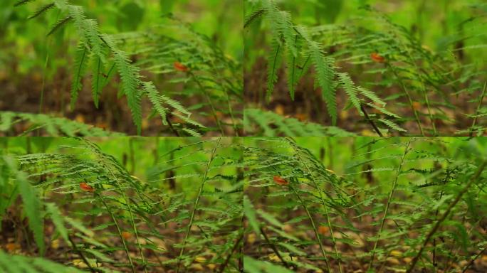 森林里的蕨类植物。