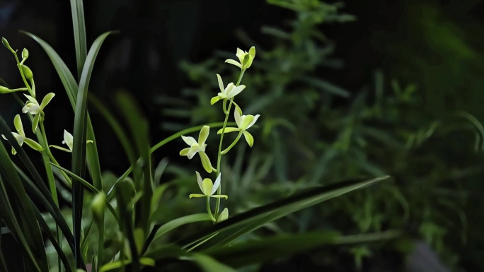 兰草 兰花 兰 延时 摄影