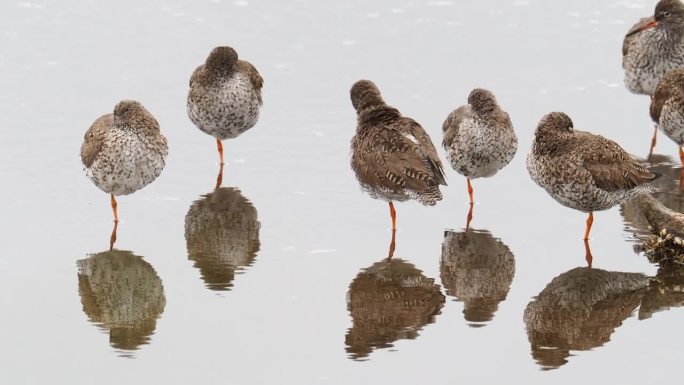 Redshank, Tringa totanus，在Leighton Moss, Silverdal