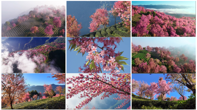云南大理无量山樱花谷云海花海春暖花开