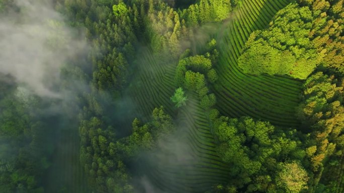 雾蒙蒙的绿茶田的延时鸟瞰图