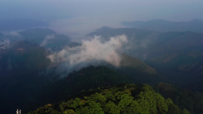森林烟雾缭绕