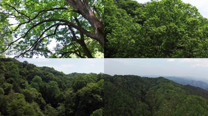 青钱柳树 古树