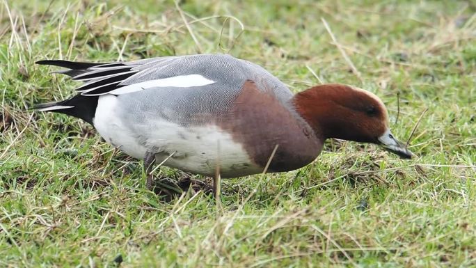 Wigeon, Anas penelope, Leighton Moss，兰开夏，英国。