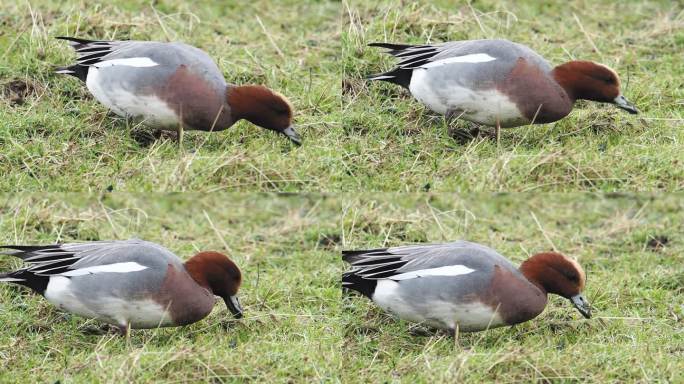 Wigeon, Anas penelope, Leighton Moss，兰开夏，英国。