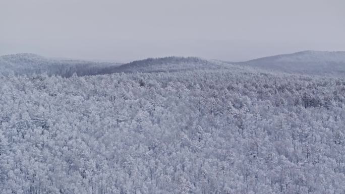 冬季雪山雾凇雪松树挂景观航拍