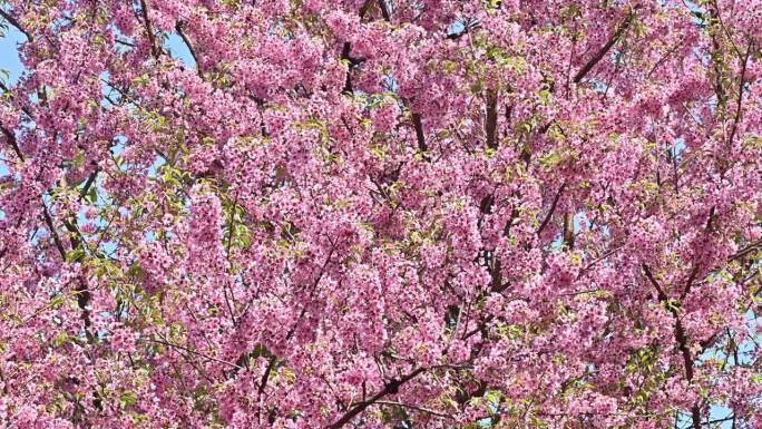 ฺBeautiful Himalayan cherry blossom flowers (or Sa